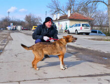 STIG, Hund, Mischlingshund in Bulgarien - Bild 5