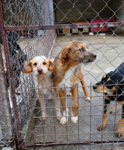 STIG, Hund, Mischlingshund in Bulgarien - Bild 6