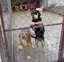 STIG, Hund, Mischlingshund in Bulgarien - Bild 7