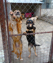 STIG, Hund, Mischlingshund in Bulgarien - Bild 8