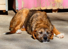 STIG, Hund, Mischlingshund in Bulgarien - Bild 9