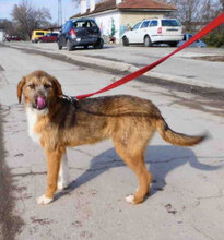 STIG, Hund, Mischlingshund in St. Goar - Bild 1