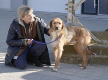 STIG, Hund, Mischlingshund in St. Goar - Bild 10