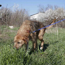 STIG, Hund, Mischlingshund in St. Goar - Bild 11