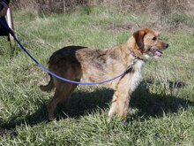 STIG, Hund, Mischlingshund in St. Goar - Bild 12