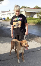 STIG, Hund, Mischlingshund in St. Goar - Bild 13