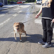 STIG, Hund, Mischlingshund in St. Goar - Bild 14