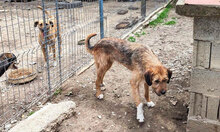 STIG, Hund, Mischlingshund in St. Goar - Bild 15