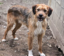 STIG, Hund, Mischlingshund in St. Goar - Bild 16