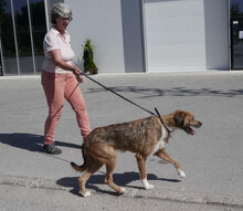 STIG, Hund, Mischlingshund in St. Goar - Bild 17