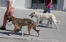 STIG, Hund, Mischlingshund in St. Goar - Bild 18