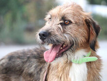 STIG, Hund, Mischlingshund in St. Goar - Bild 19