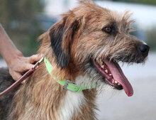 STIG, Hund, Mischlingshund in St. Goar - Bild 20