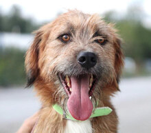 STIG, Hund, Mischlingshund in St. Goar - Bild 21