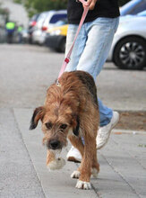 STIG, Hund, Mischlingshund in St. Goar - Bild 22