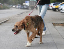 STIG, Hund, Mischlingshund in St. Goar - Bild 23