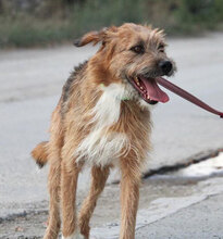 STIG, Hund, Mischlingshund in St. Goar - Bild 24