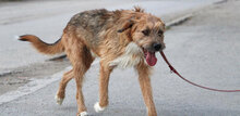 STIG, Hund, Mischlingshund in St. Goar - Bild 25