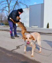 STIG, Hund, Mischlingshund in St. Goar - Bild 3