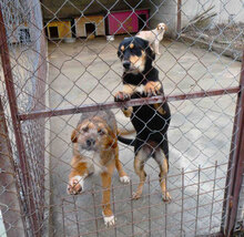 STIG, Hund, Mischlingshund in St. Goar - Bild 5