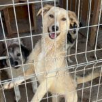 MEGUMI, Hund, Mischlingshund in Bulgarien - Bild 1