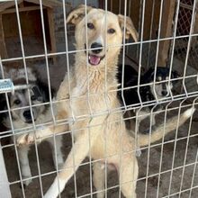 MEGUMI, Hund, Mischlingshund in Bulgarien - Bild 2