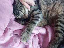 INES, Katze, Hauskatze in Bulgarien - Bild 4