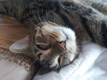 INES, Katze, Hauskatze in Bulgarien - Bild 6