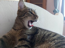 INES, Katze, Hauskatze in Bulgarien - Bild 7