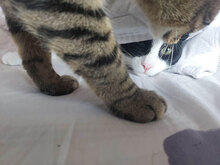 INES, Katze, Hauskatze in Bulgarien - Bild 8
