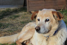 ZUCO, Hund, Mischlingshund in Kroatien - Bild 1