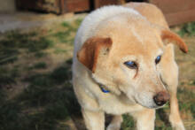 ZUCO, Hund, Mischlingshund in Kroatien - Bild 2