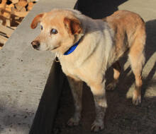 ZUCO, Hund, Mischlingshund in Kroatien - Bild 3