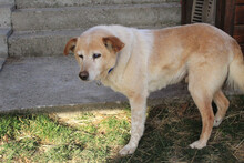 ZUCO, Hund, Mischlingshund in Kroatien - Bild 6