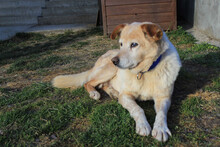 ZUCO, Hund, Mischlingshund in Kroatien - Bild 7