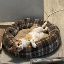 ARCHIE, Katze, Hauskatze in Düsseldorf