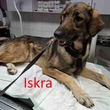 ISKRA, Hund, Mischlingshund in Bulgarien - Bild 1