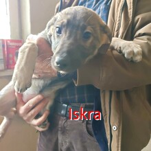 ISKRA, Hund, Mischlingshund in Bulgarien - Bild 3