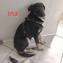 INA, Hund, Mischlingshund in Bulgarien - Bild 3