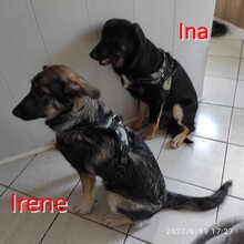 INA, Hund, Mischlingshund in Bulgarien - Bild 4
