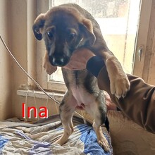 INA, Hund, Mischlingshund in Bulgarien - Bild 5