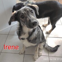 IRENE, Hund, Mischlingshund in Bulgarien - Bild 3