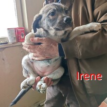 IRENE, Hund, Mischlingshund in Bulgarien - Bild 4