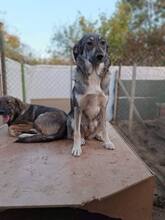 IRENE, Hund, Mischlingshund in Altomünster