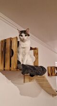 RAFAELA, Katze, Europäisch Kurzhaar in Deutschland - Bild 13