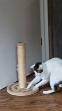 RAFAELA, Katze, Europäisch Kurzhaar in Deutschland - Bild 17