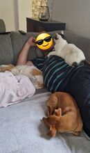 RAFAELA, Katze, Europäisch Kurzhaar in Deutschland - Bild 23