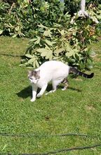 RAFAELA, Katze, Europäisch Kurzhaar in Deutschland - Bild 25