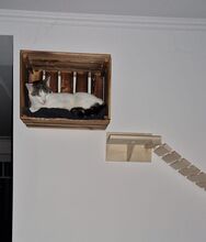 RAFAELA, Katze, Europäisch Kurzhaar in Dörverden - Bild 12