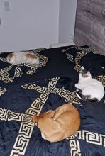 RAFAELA, Katze, Europäisch Kurzhaar in Dörverden - Bild 18